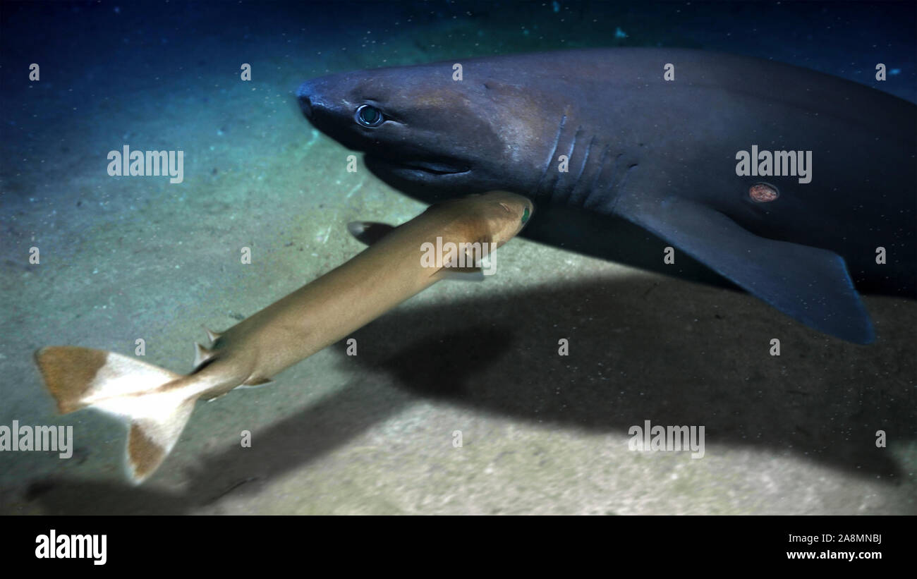 Cookiecutter High Resolution Stock Photography and Images Alamy