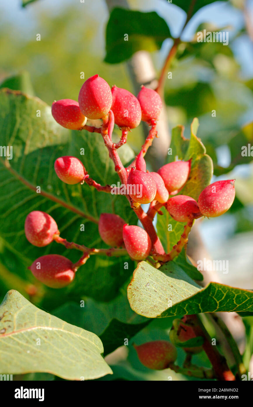 Fruits of pistachio tree. Pistacia vera Stock Photo Alamy
