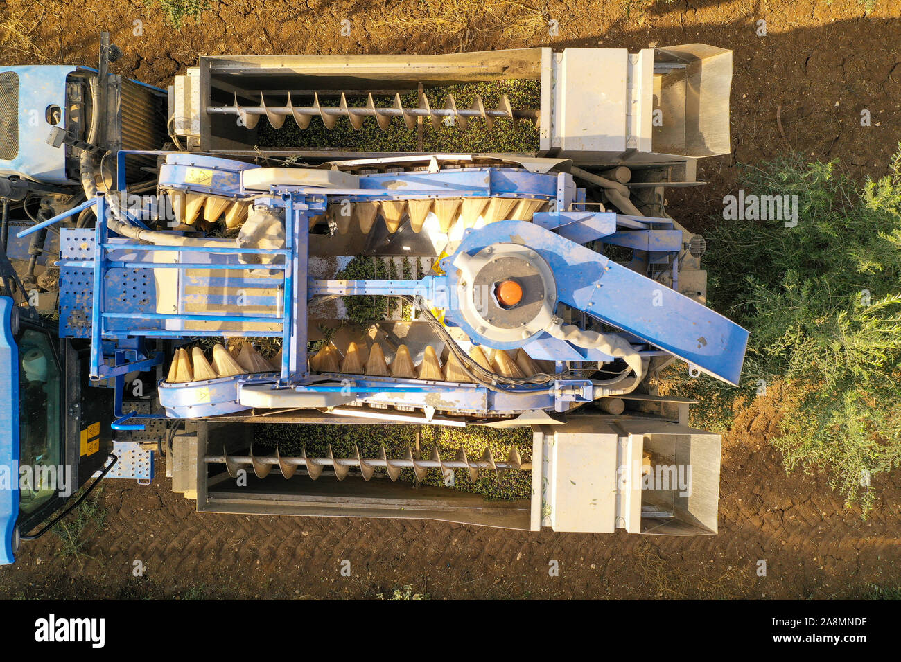 Olive Harvester passing over rows of Olive Trees and softly shaking and detaching the olives off