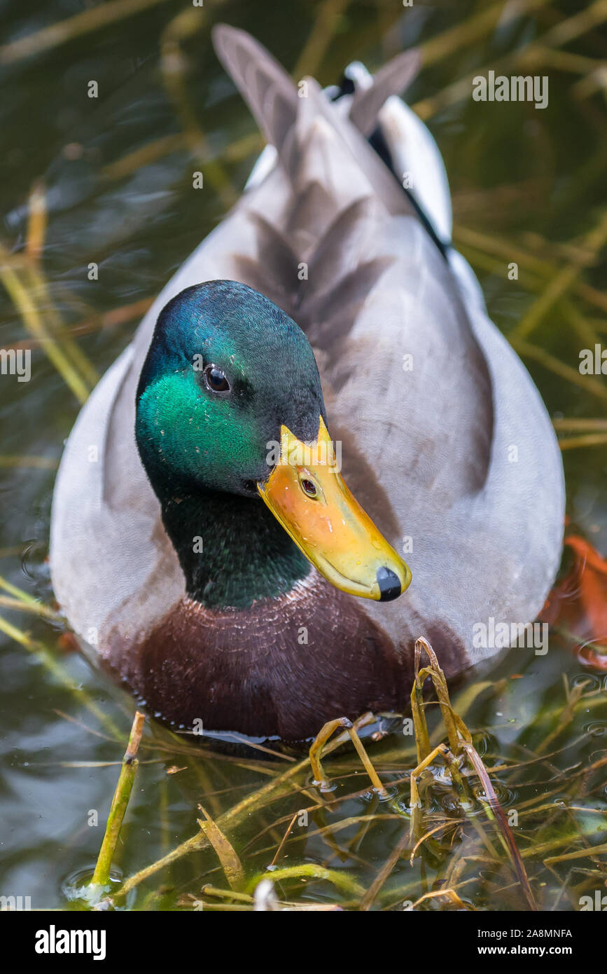 Mallard duck, male in the pond Stock Photo