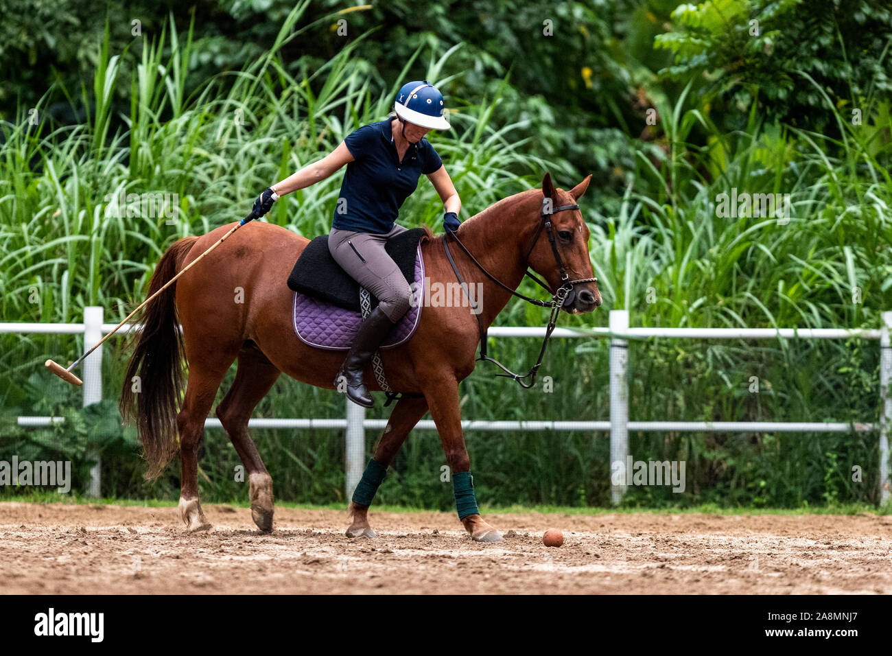 Polo horse riding training, Singapore 