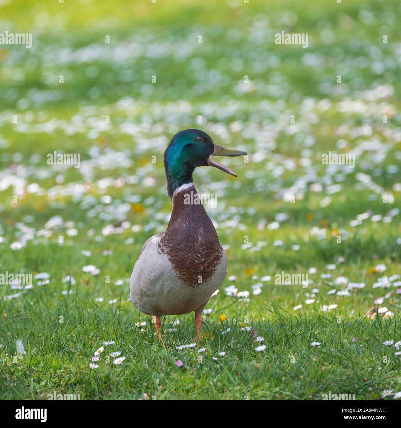 Juvenile male eider duck hires stock photography and images Alamy
