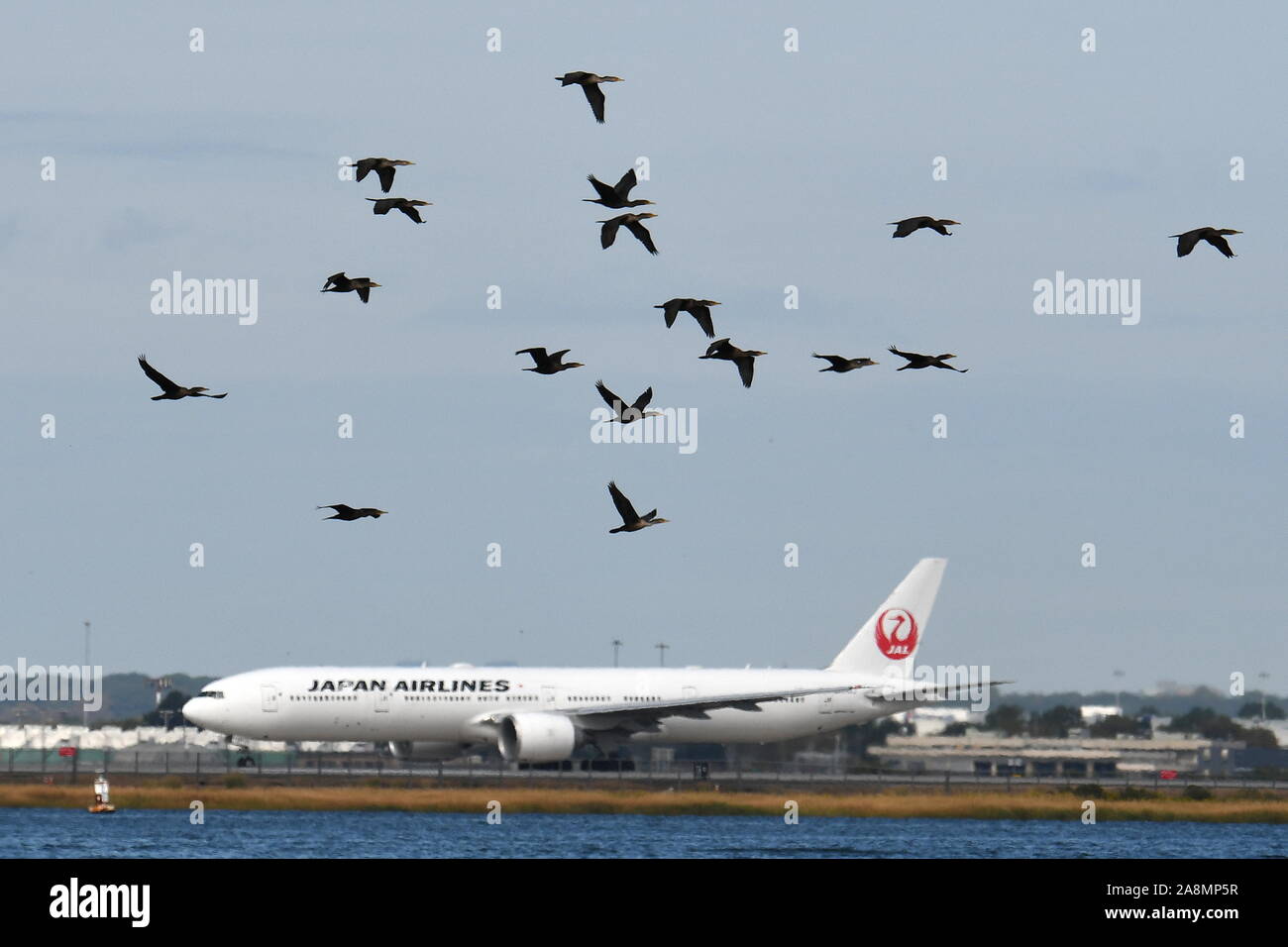 BIRD STRIKE DANGER - GEESE NEAR AIRPORTS. Stock Photo