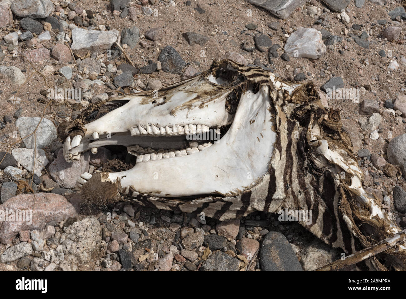 Skull of a dead zebra in a dried up river Namibia Stock Photo