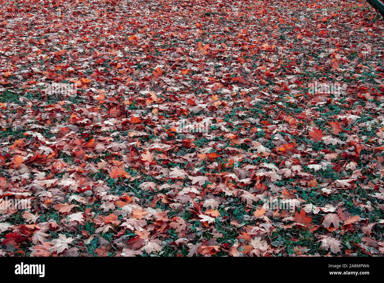 Field under the maple tree Stock Photo Alamy