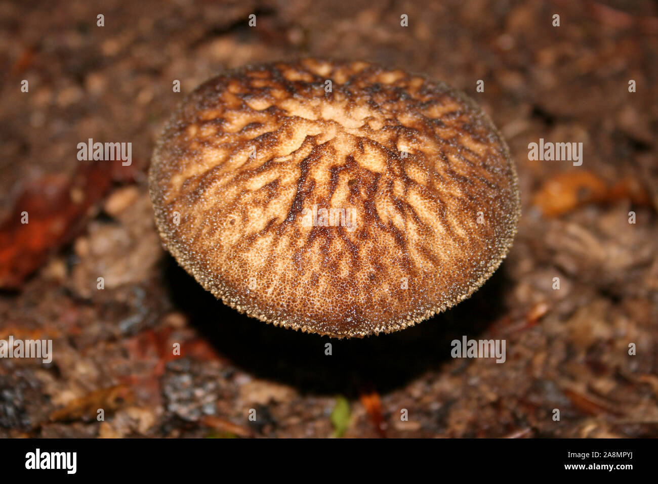 Velvet Shield Mushroom Pluteus umbrosus Stock Photo