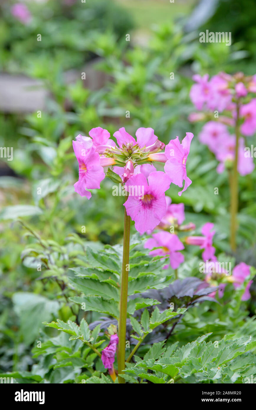 Freilandgloxinie (Incarvillea delavayi) Stock Photo