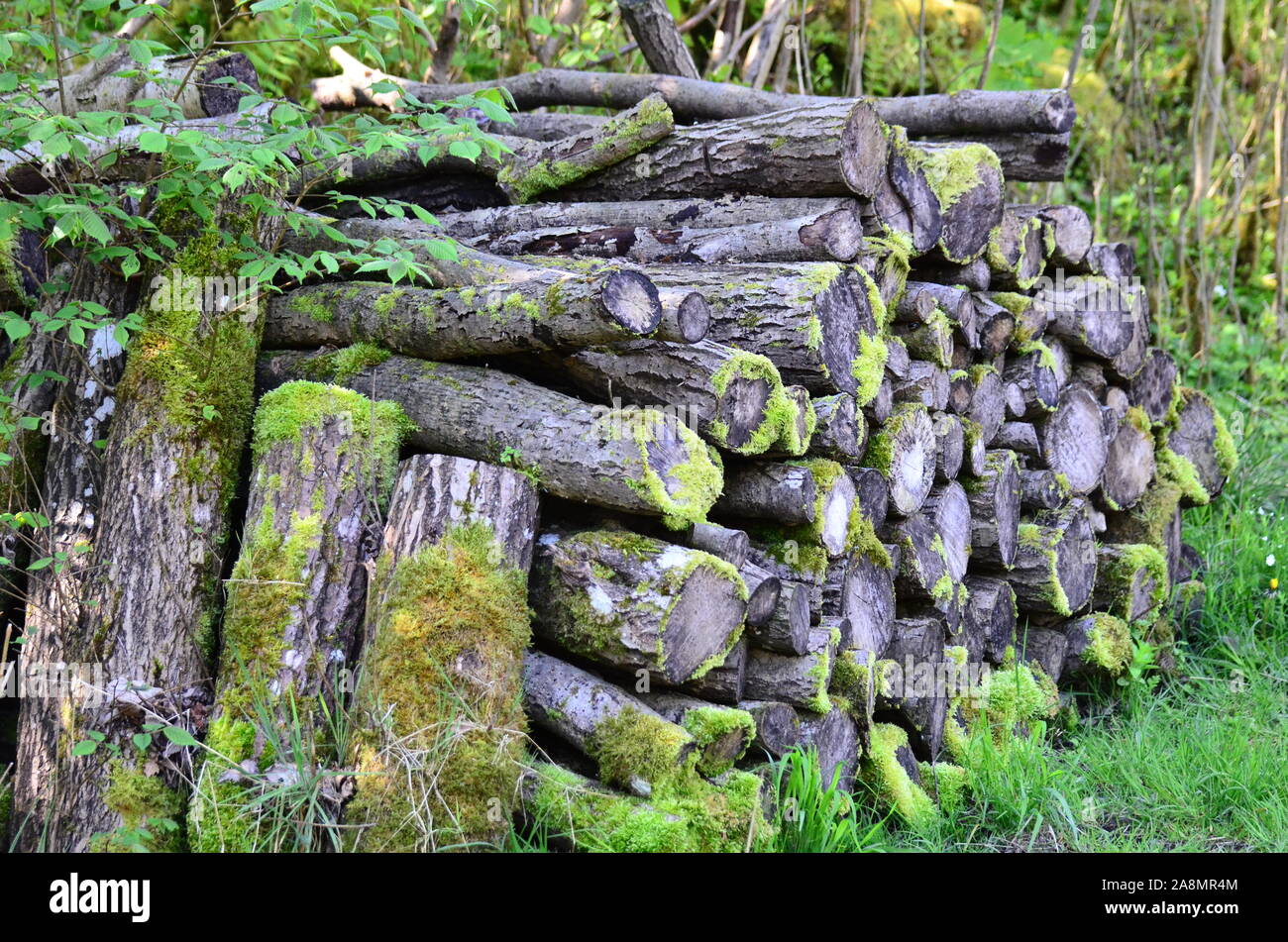 Woodpile habitat for insects Stock Photo