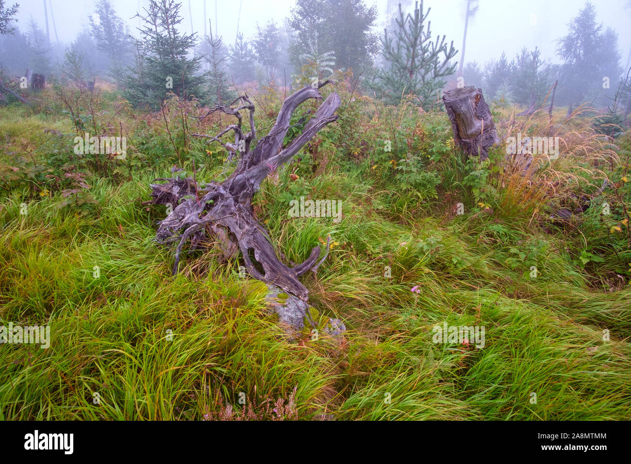 High fir hi-res stock photography and images - Alamy