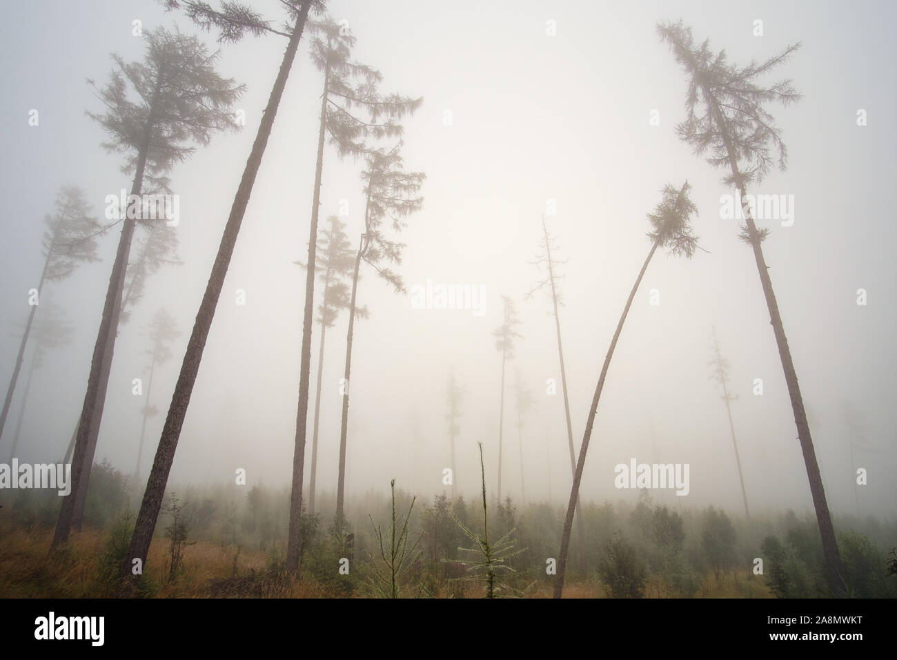 Pine forest in zakopane hi-res stock photography and images - Alamy