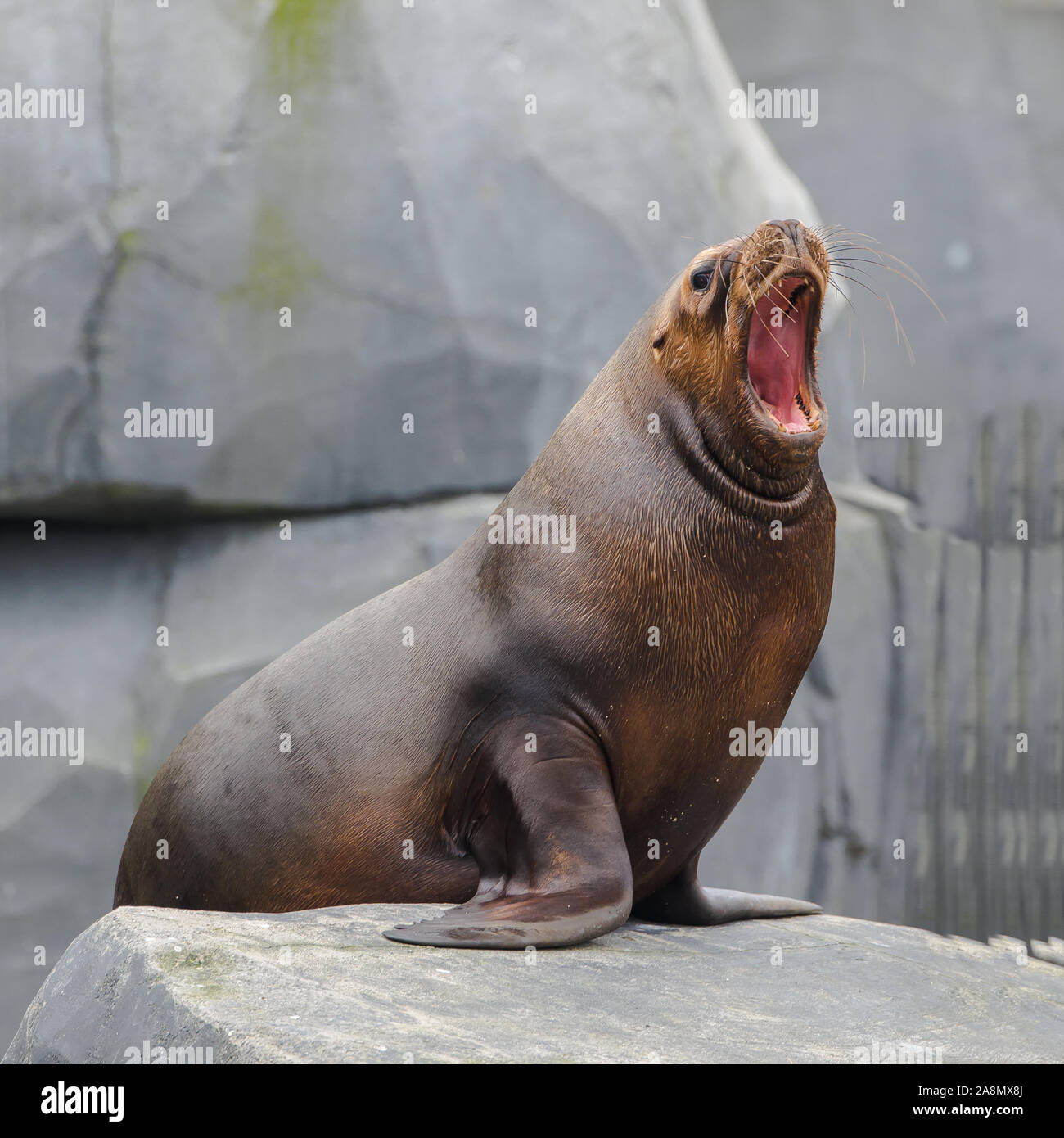 Sea lions get teeth cleaned Stock Photo - Alamy