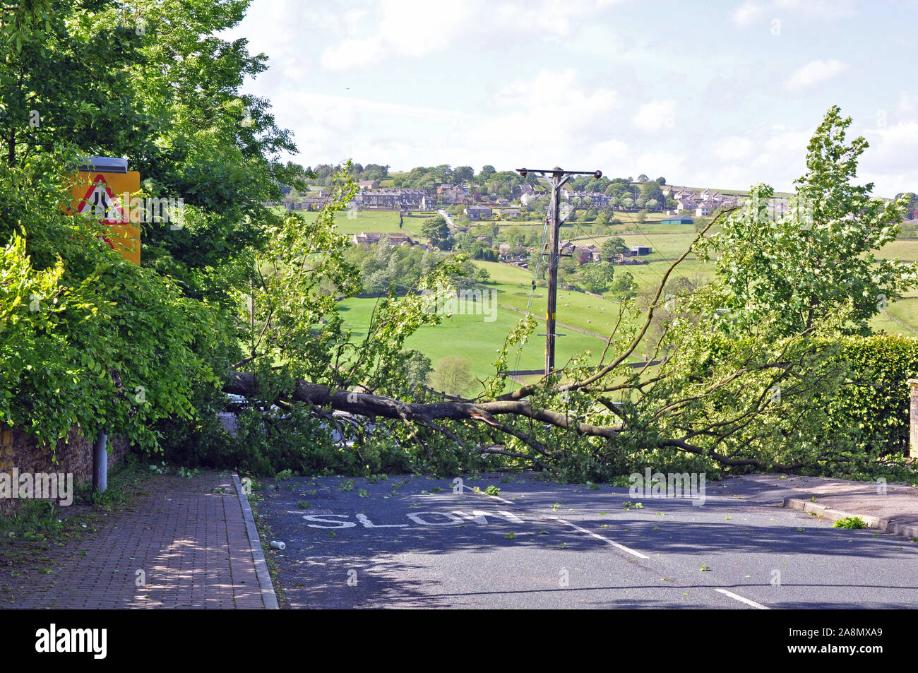 Fallen tree blocking road Stock Photo