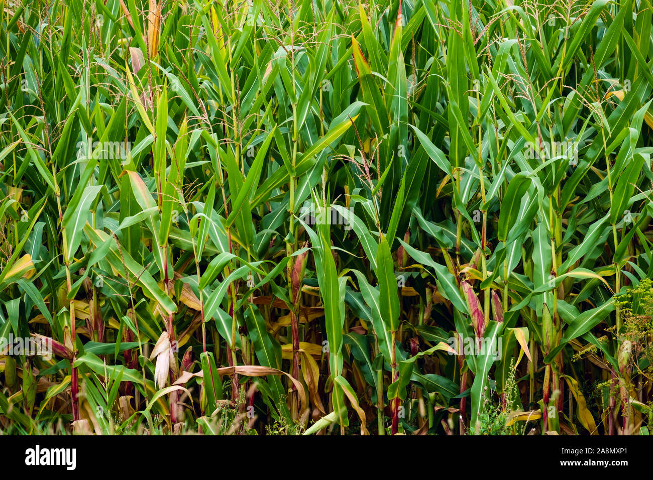 Corn field in morning hi-res stock photography and images - Alamy