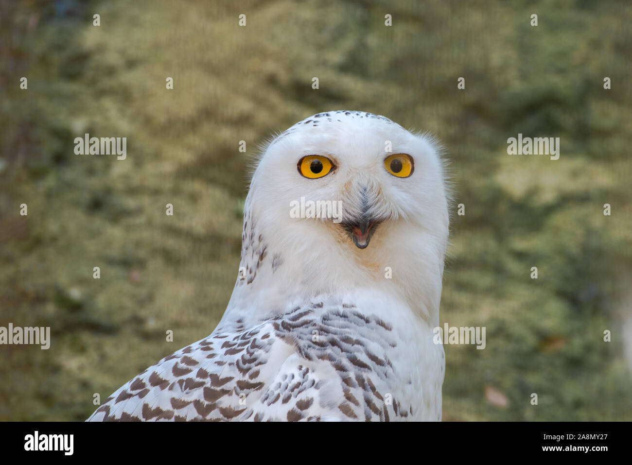 Snowy owl, Bubo scandiacus Stock Photo