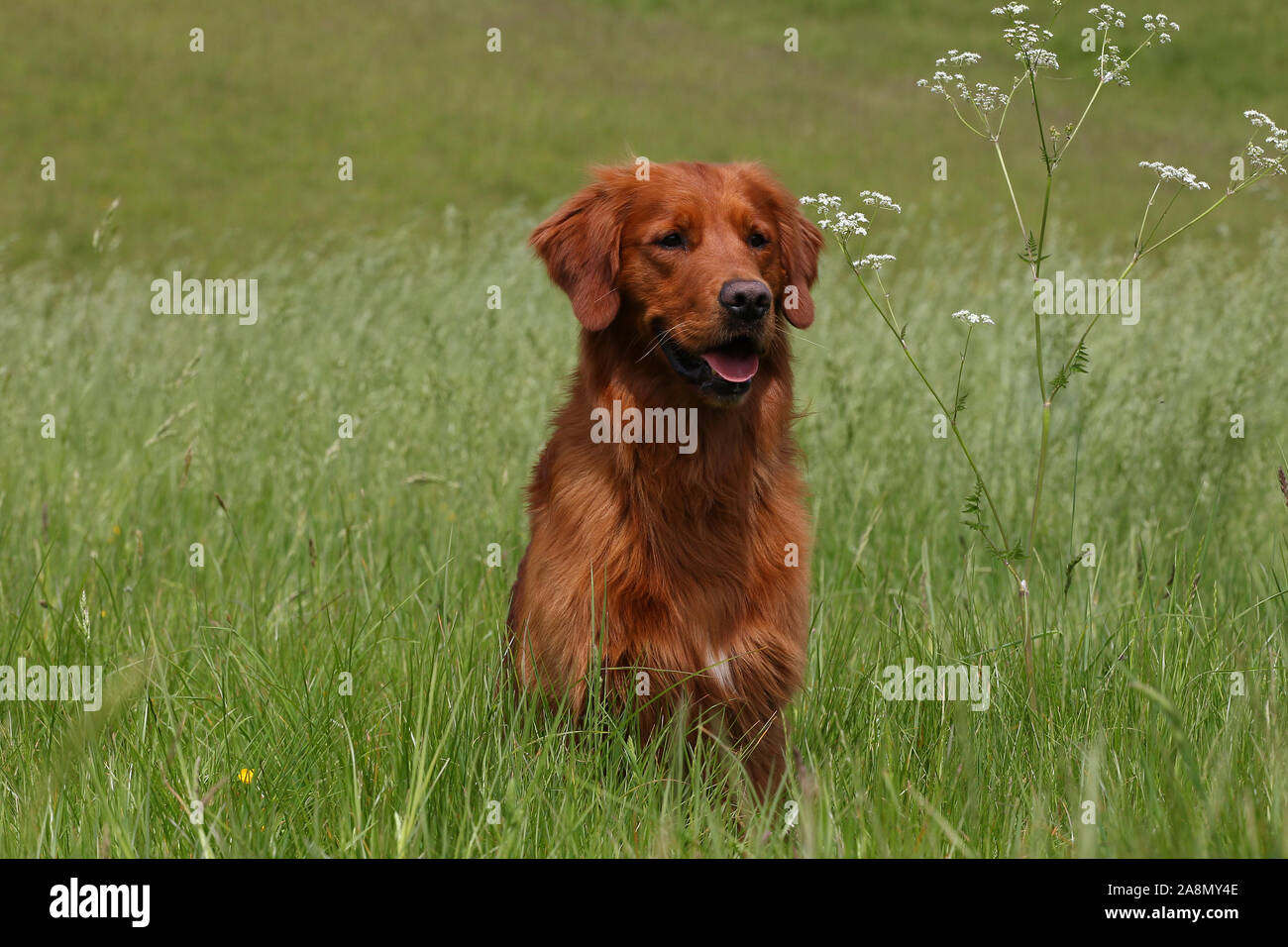 Flat coated retriever liver hires stock photography and images Alamy