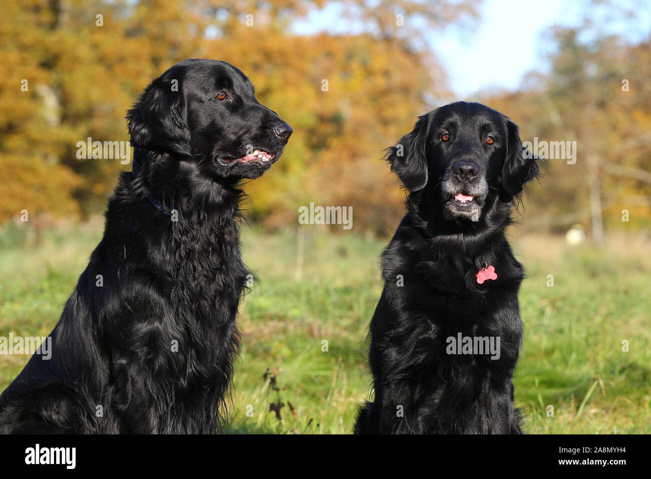 flat coat lab