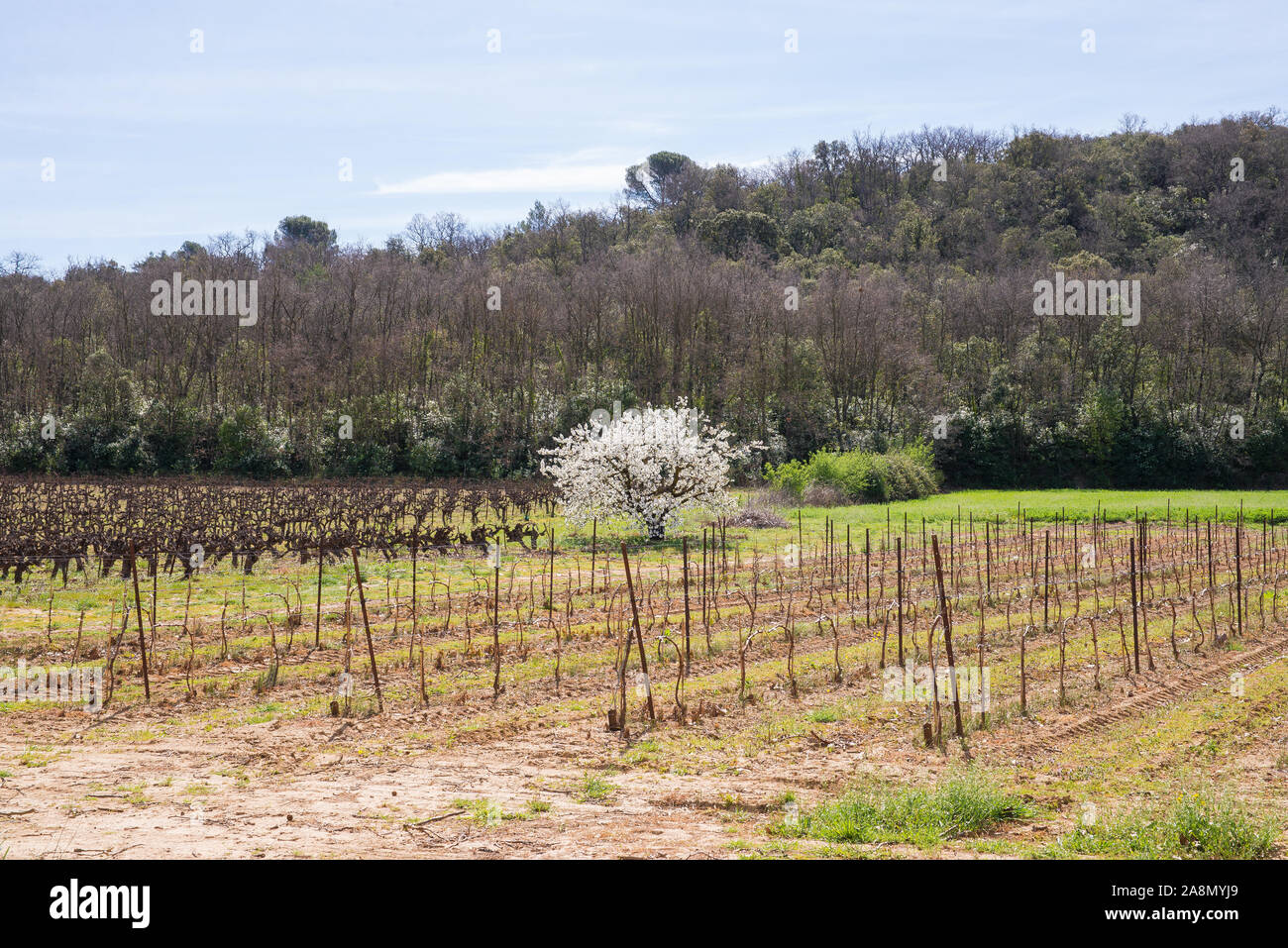 Cherry Farm France Hi res Stock Photography And Images Alamy cherry-farm-france-hi-res-stock-photography-and-images-alamy