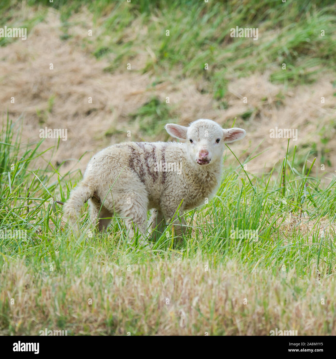 Sheep, lamb, mother and baby Stock Photo Alamy
