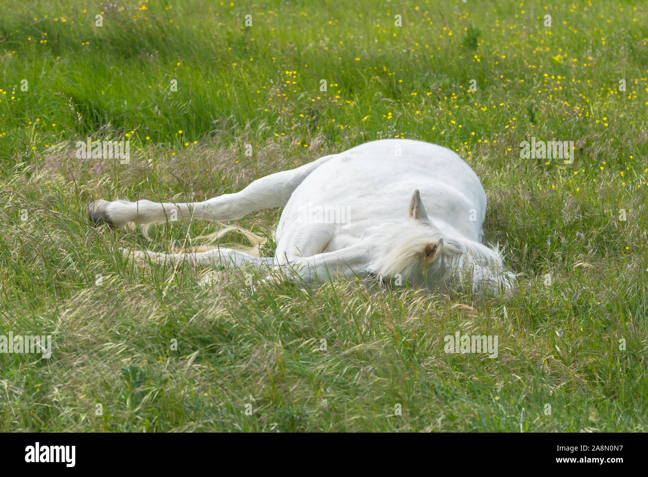 Лежа на коне. Белая лошадь лежит. Белая лошадь лежит на траве.