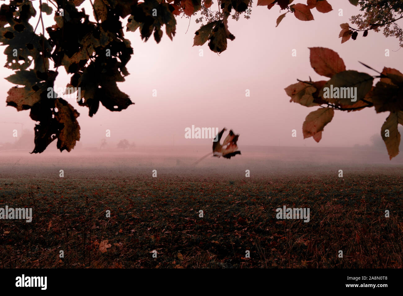 Fog morning walk in Germany Allgäu forest fields fall autumn leaves south Stock Photo