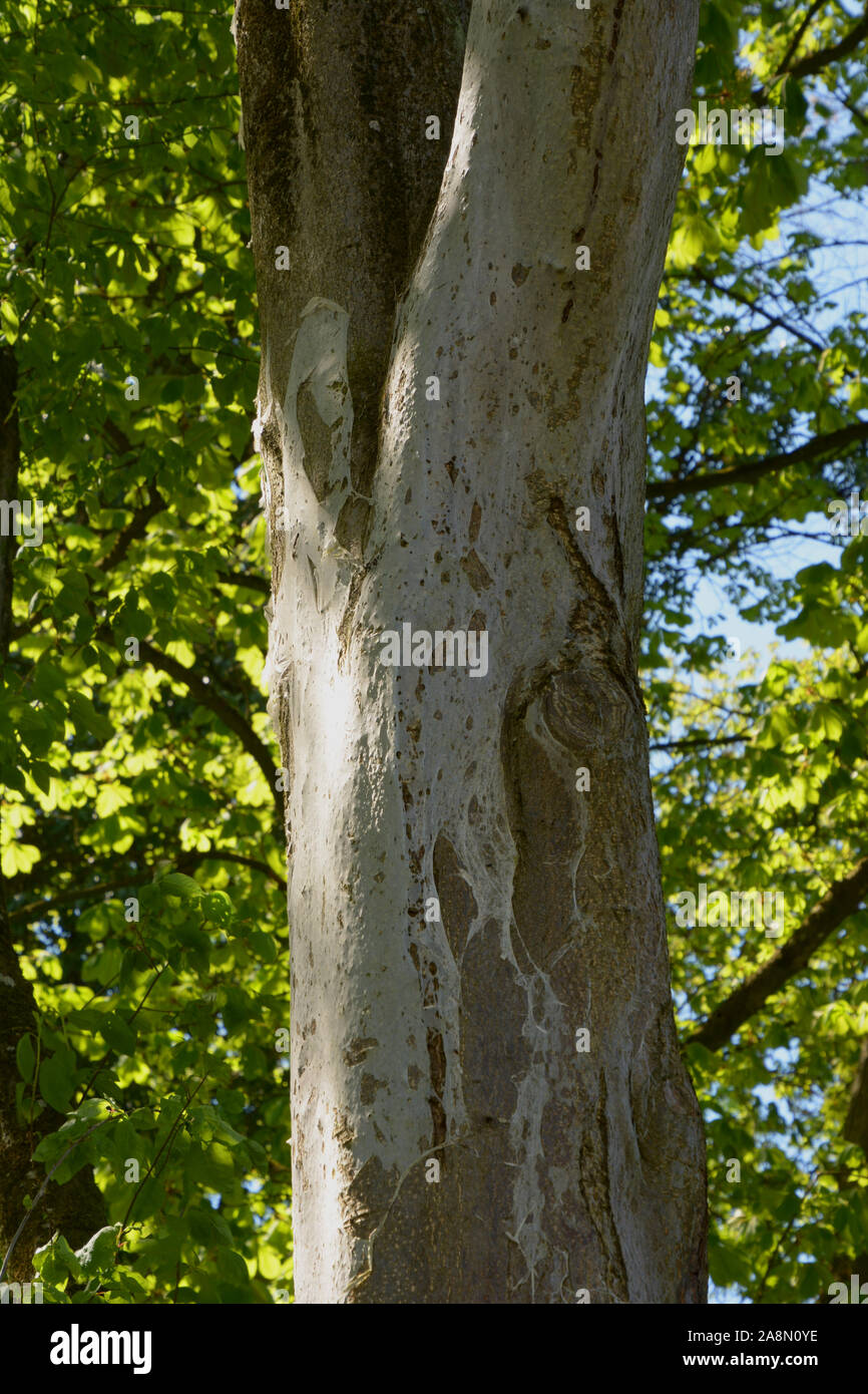 bird-cherry ermine tree trunk web, tree attacked by the web moth ...