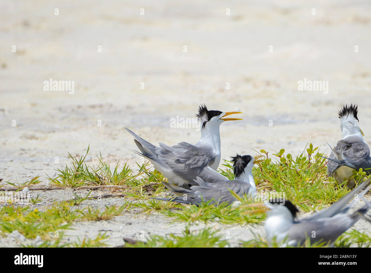 Greater crested tern, sea bird, Polynesia, birds hatching eggs Stock Photo