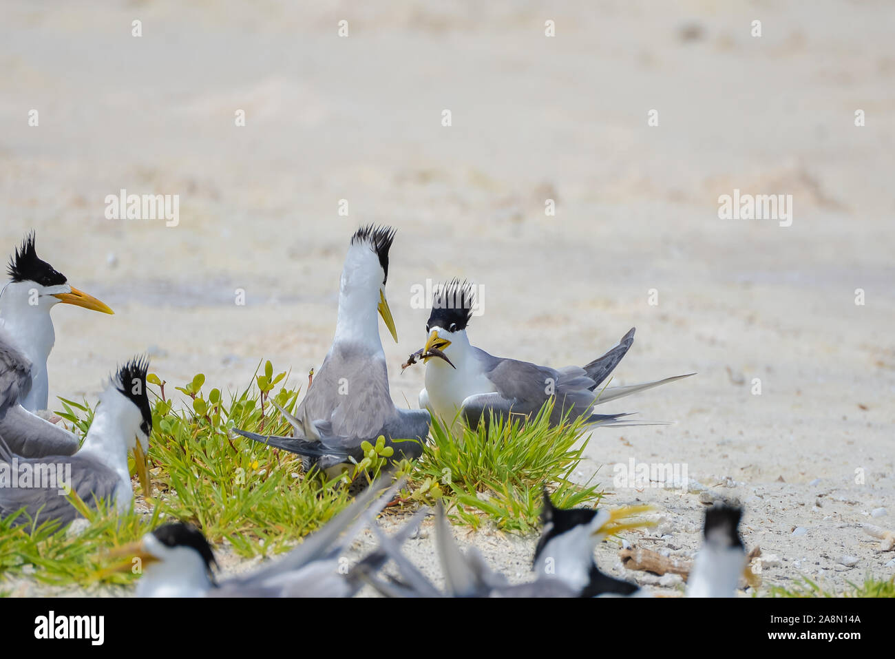 Greater crested tern, sea bird, Polynesia, birds hatching eggs Stock Photo