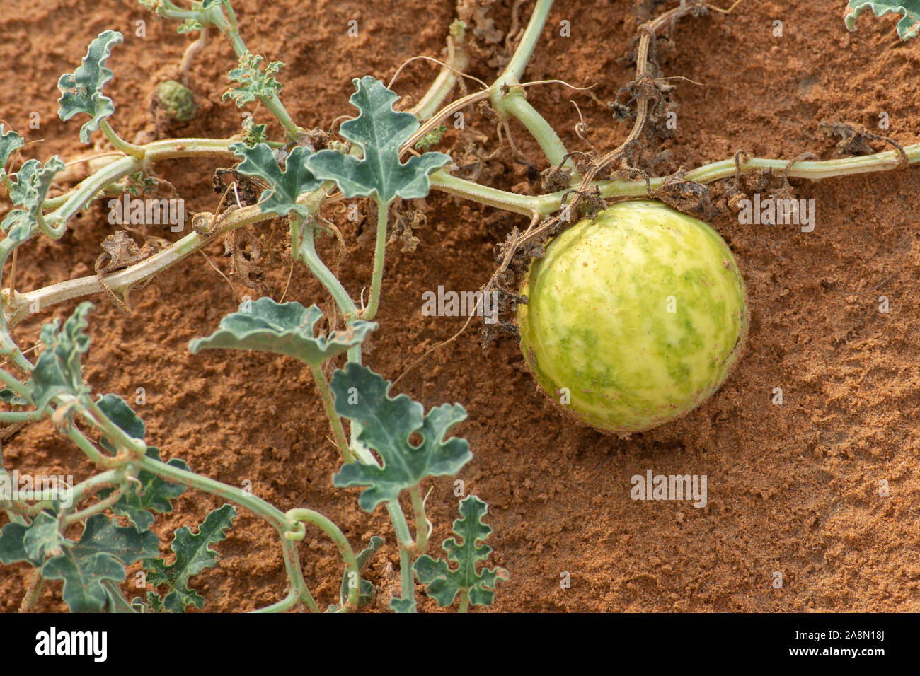 Desert Squash (Citrullus colocynthis) (Handhal) in the sand in the United Arab Emirates (UAE) at night. Stock Photo