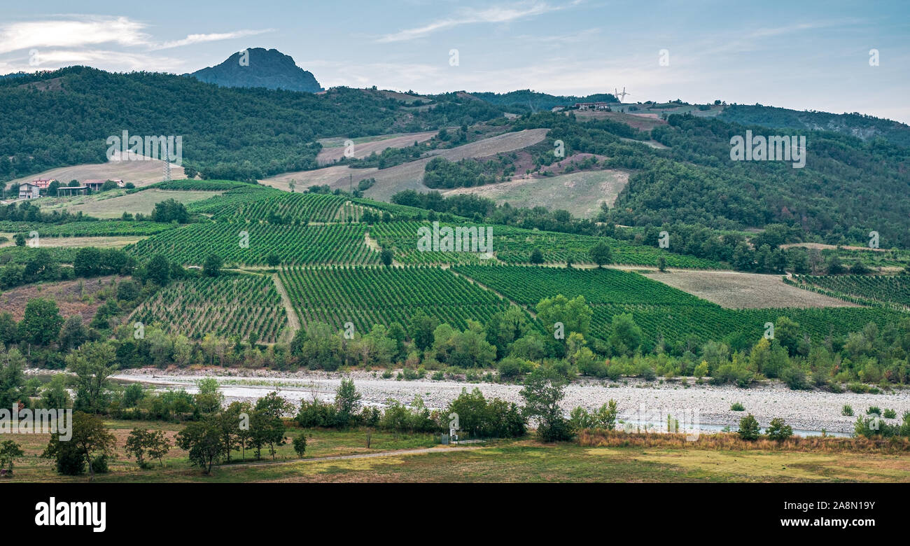 vineyards along the banks of the Trebbia river, Piacenza province, Emilia-Romagna, italy. Stock Photo