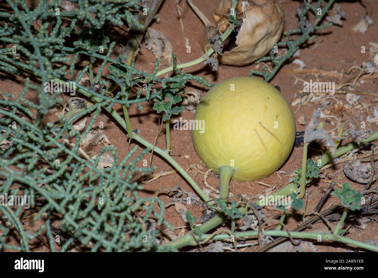 Desert Squash (Citrullus colocynthis) (Handhal) in the sand in the United Arab Emirates (UAE) at night. Stock Photo
