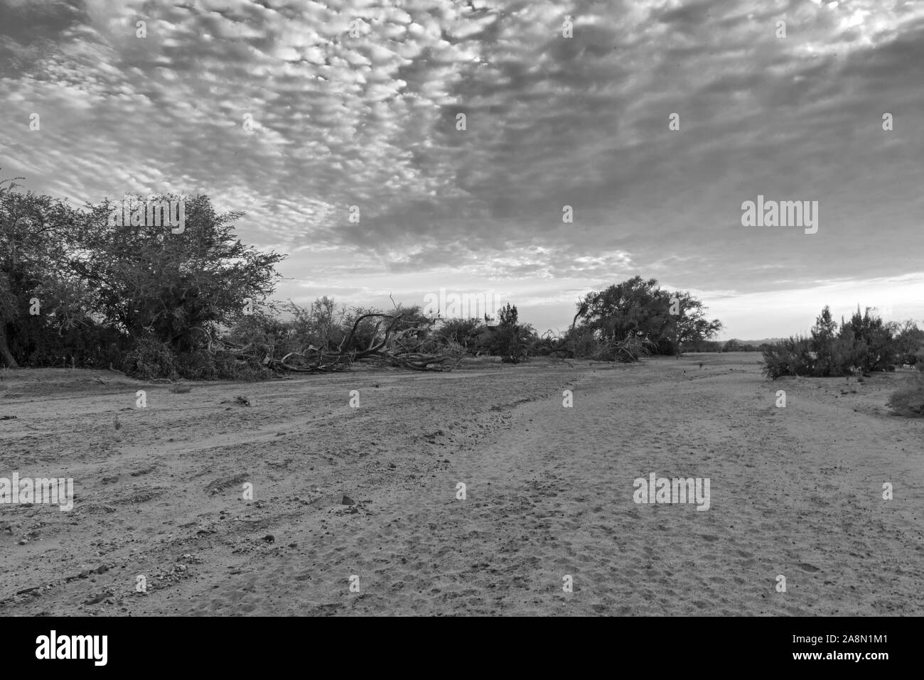 the dry riverbed of the swakop river in the morning in black and white Namibia Stock Photo