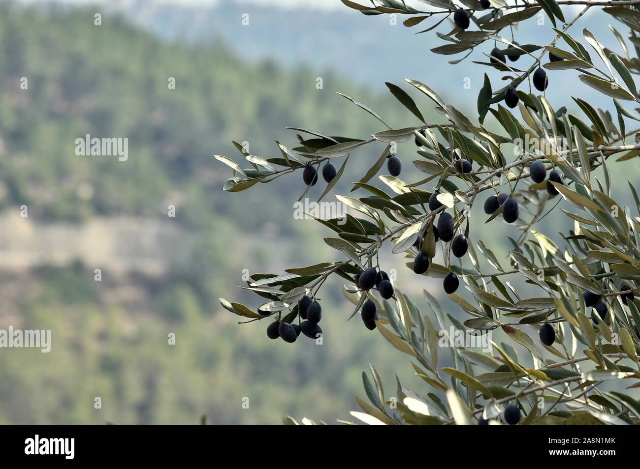 olives olive trees in the mountains of Jerusalem. Jerusalem forest. Stock Photo