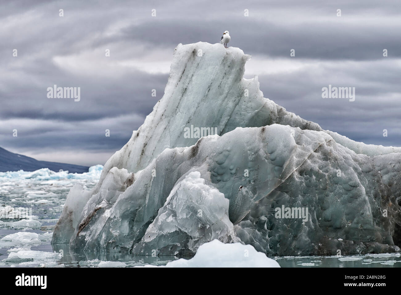 Abgebrochenes Eis des Monacobreen im arktischen Ozean, Haakon-VII-Land, Svalbard. Just broken off part of Monacobreen floating in the arctic ocean. Stock Photo