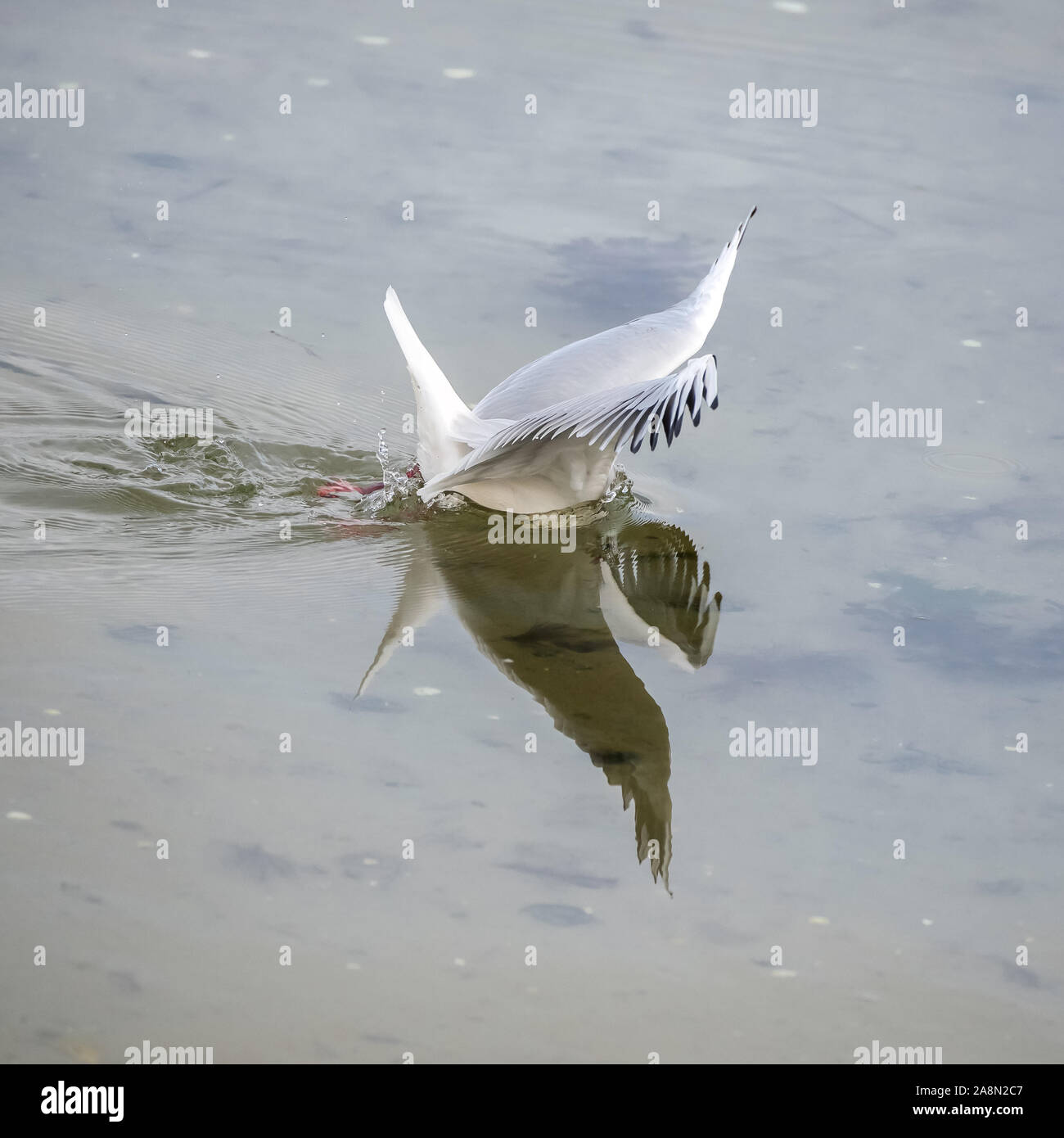 Gull diving and fishing, reflection Stock Photo Alamy
