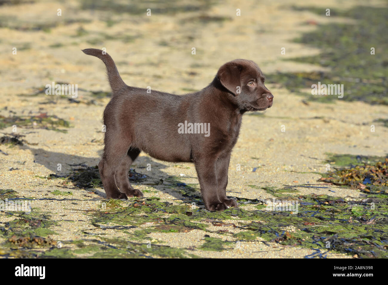 Dog labrador, puppy on the beach, cute animal Stock Photo - Alamy