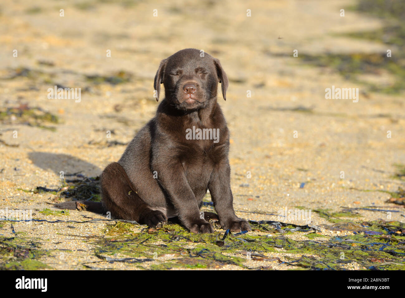 Dog labrador, puppy on the beach, cute animal Stock Photo - Alamy