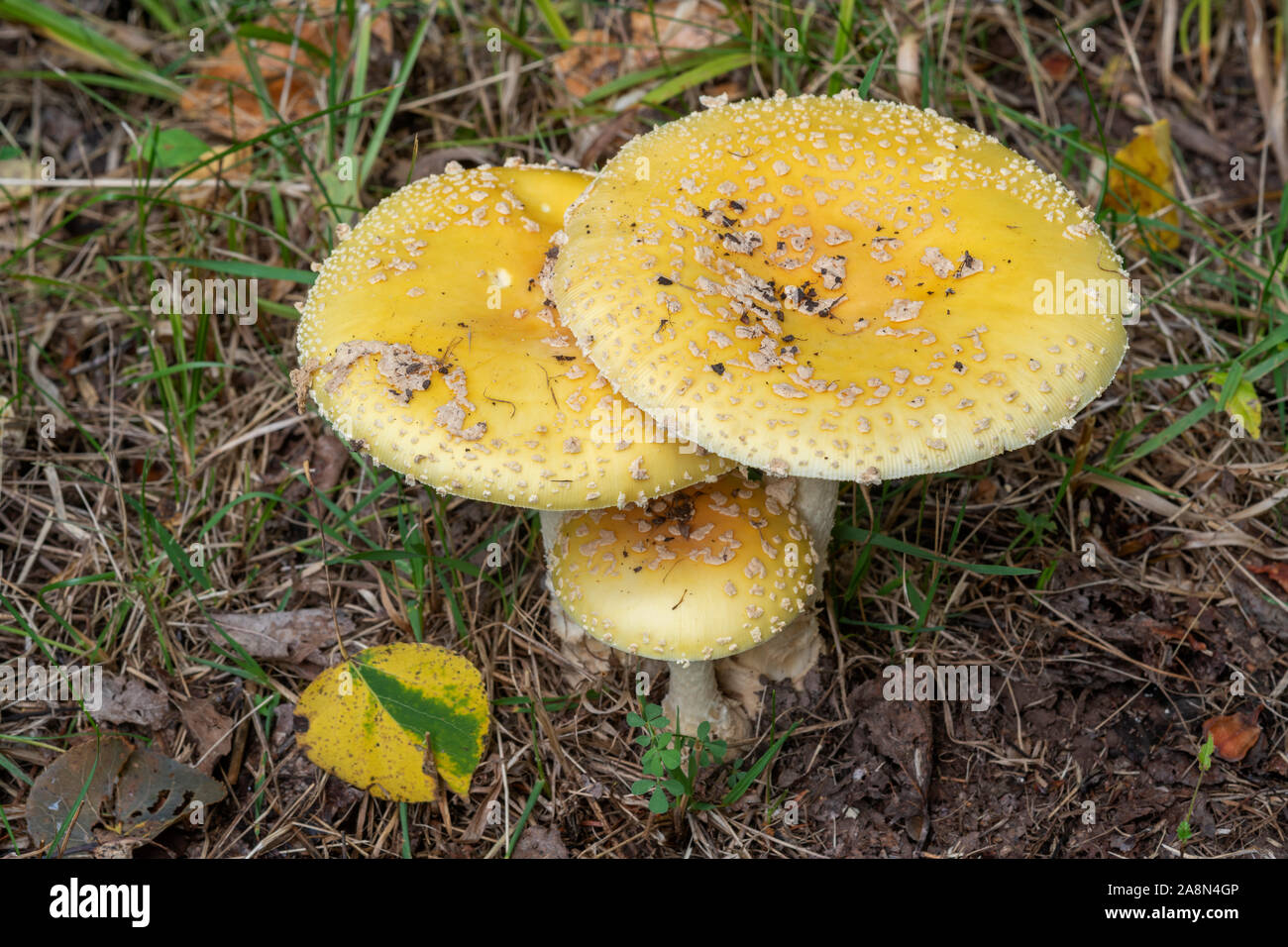 Fly Agaric Mushrooms (Amanita muscaria), mixed deciduous - coniferous forest, Fall, Wisconsin, USA, by Dominique Braud/Dembinsky Photo Assoc Stock Photo