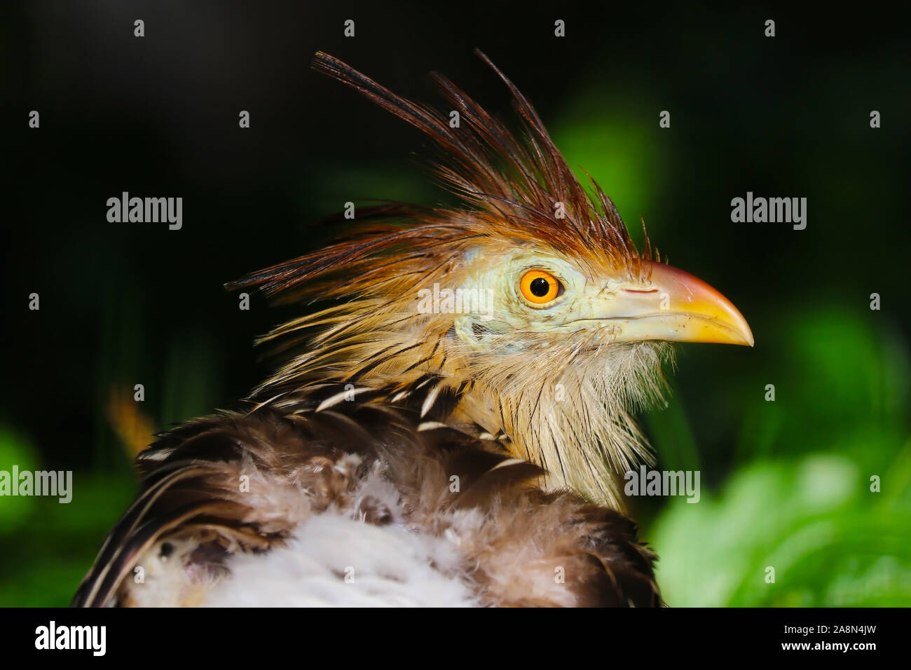 Head of a shaggy guira cuckoo in side view Stock Photo