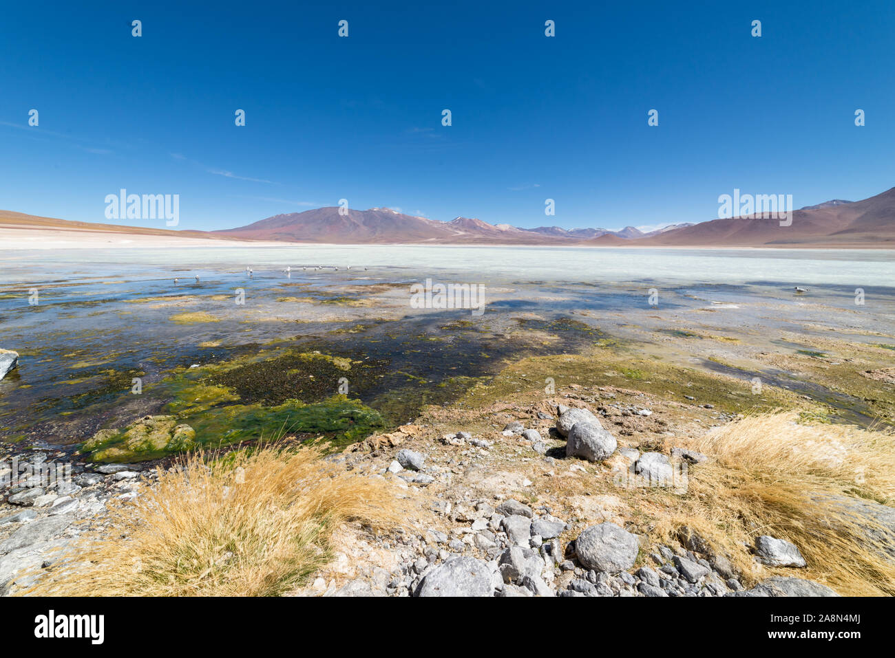 White Lagoon, Laguna Blanca, Eduardo AVaroa National Reserve, Bolivia ...