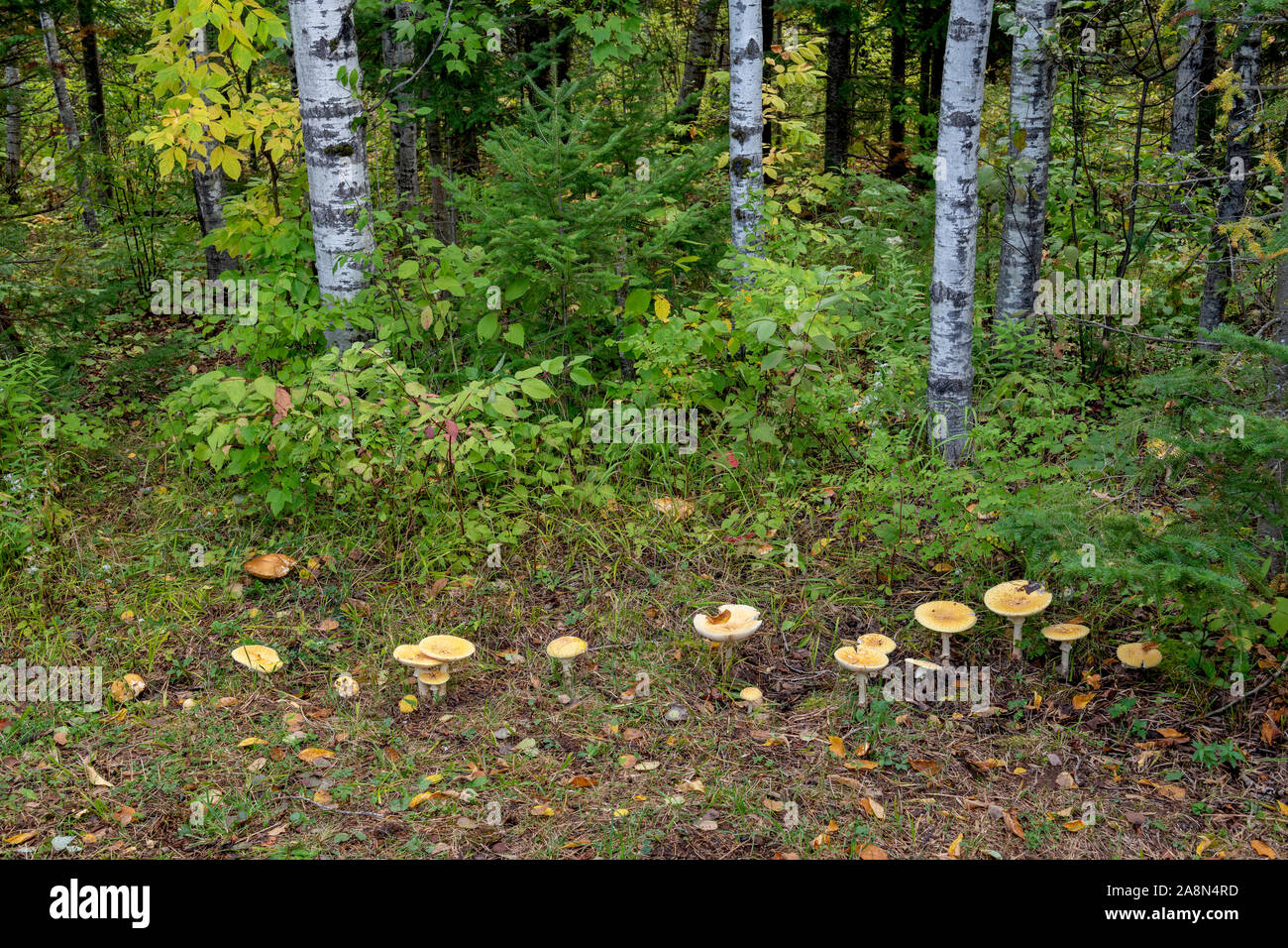 Fly Agaric Mushrooms (Amanita muscaria), mixed deciduous - coniferous forest, Fall, Wisconsin, USA, by Dominique Braud/Dembinsky Photo Assoc Stock Photo