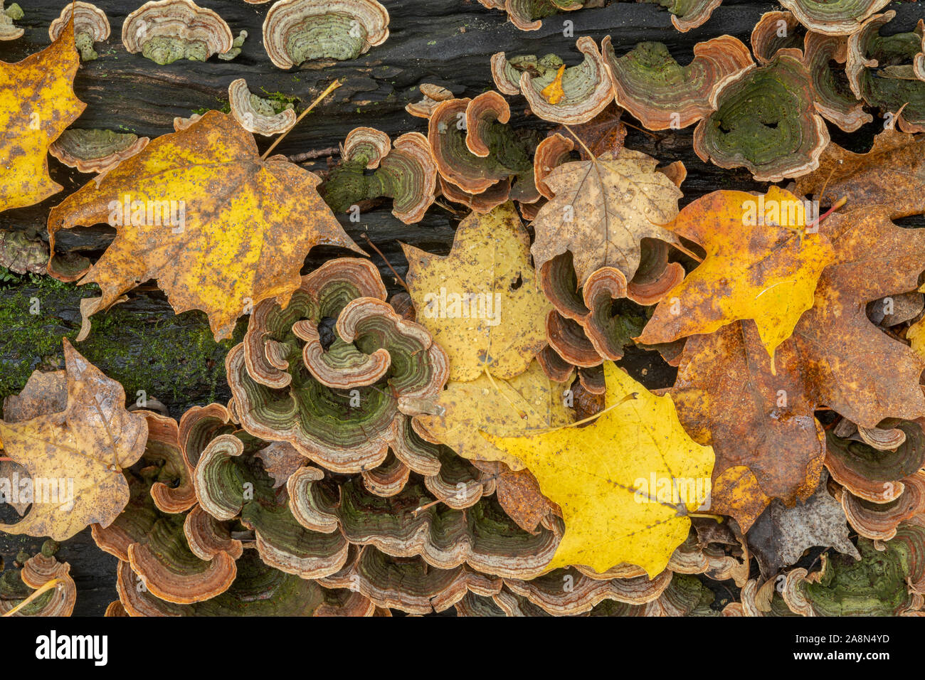 Sugar Maple leaves (Acer saccharum)  & Turkey Tail Fungus (Trametes versicolor) forest floor, Fall, MN, USA, by Dominique Braud/Dembinsky Photo Assoc Stock Photo