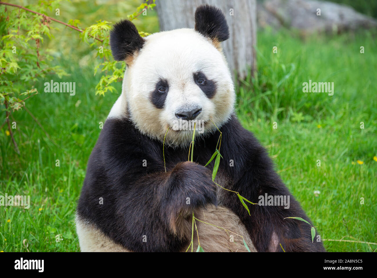 Giant panda, bear panda eating bamboo sitting in the grass, funny face ...