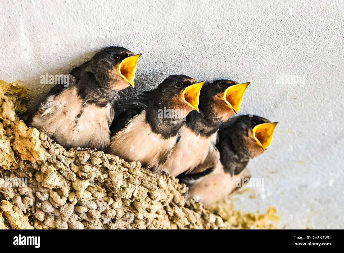 Swallows, babies in the nest Stock Photo Alamy