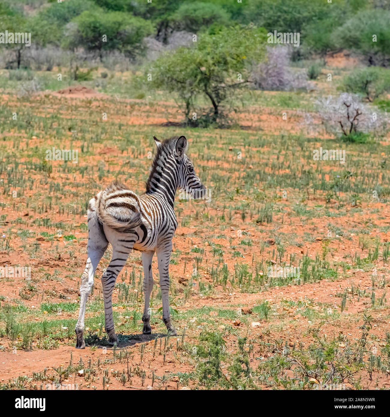 Young zebra, cute animal in the savannah, Africa Stock Photo - Alamy, image size:1300x1390