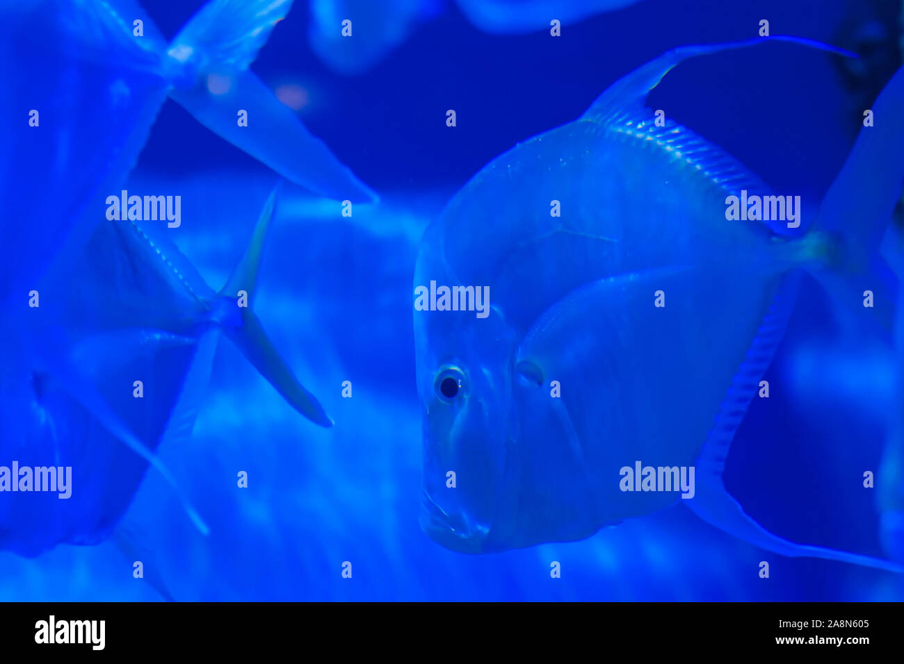 School of silver metynnis swimming in huge aquarium. Blue light Stock