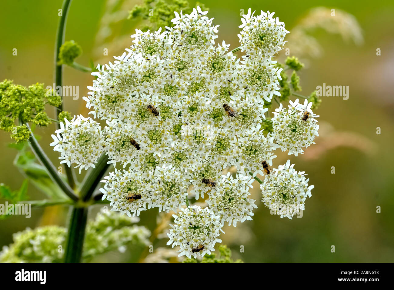 Umbelliferae hires stock photography and images Alamy