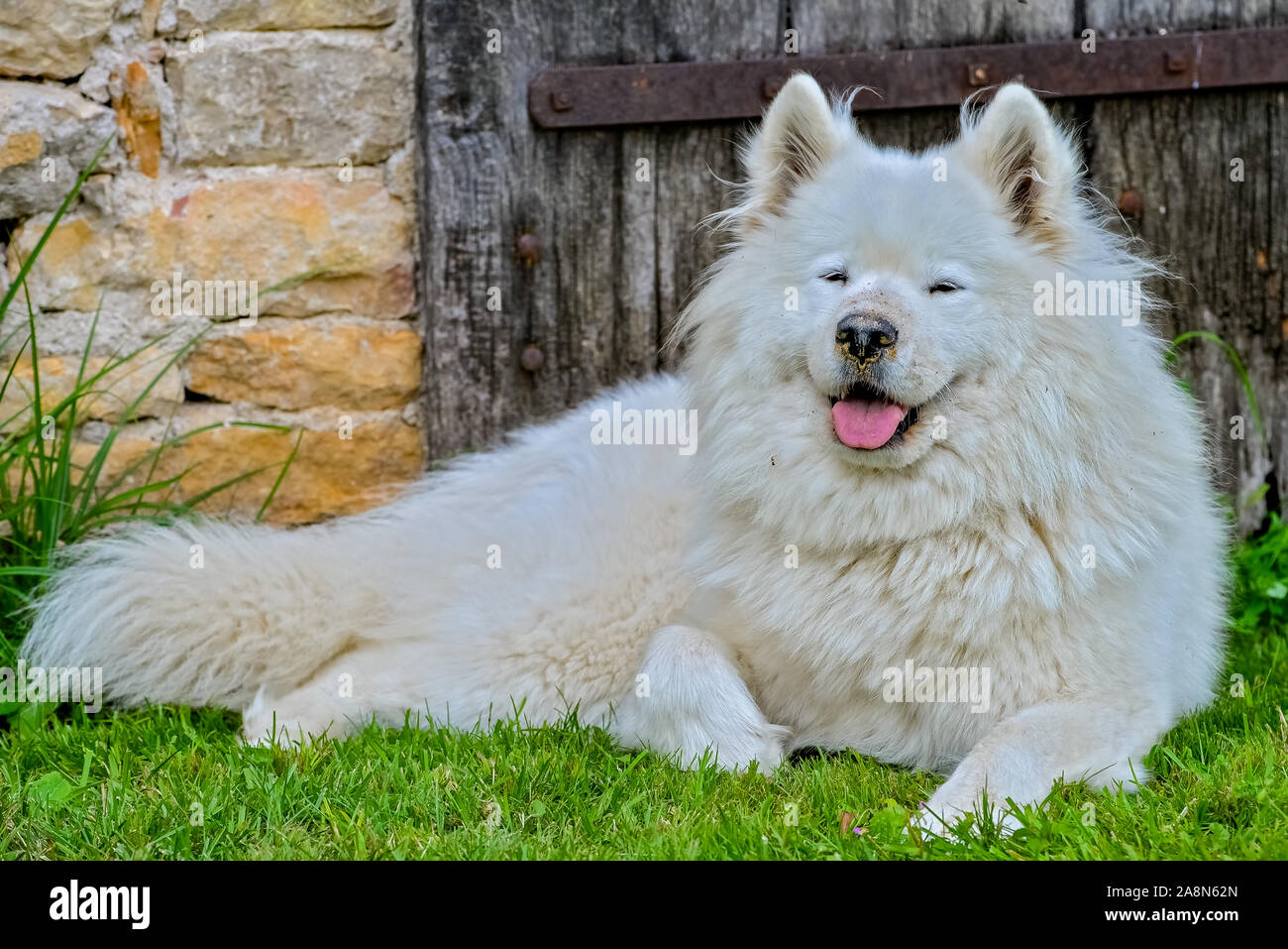 Samoyed dog, beautiful white dog in the garden Stock Photo - Alamy
