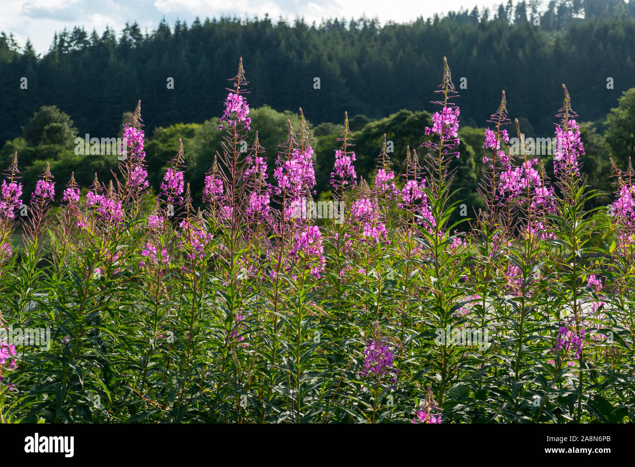 Weidenröschen mit lila pink farbenen Blüten, wachsen am Waldrand Stock  Photo - Alamy