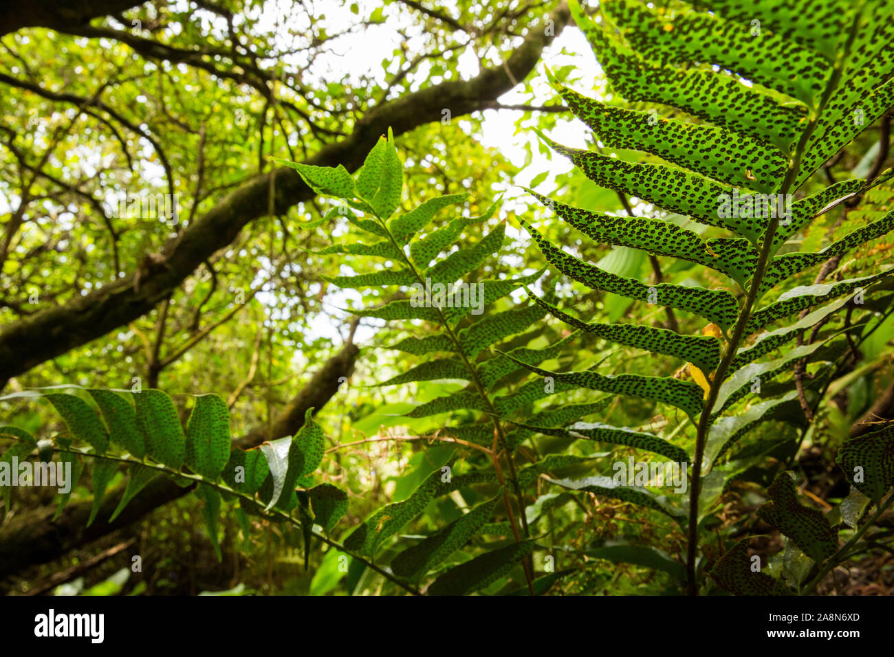 Japanese holly fern in Faial forest. Azores, Portugal Stock Photo