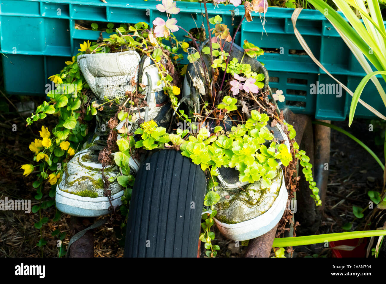 Ein Paar Turnschuhe mit Pflanzen bewachsen und überwuchert Stock Photo